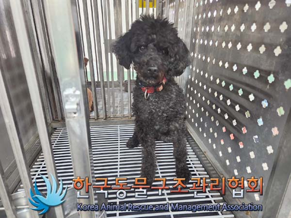 종료(반환) 푸들의…